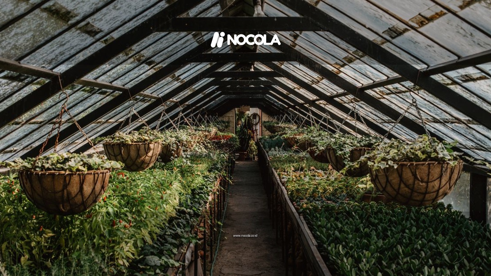 Explore a lush greenhouse filled with diverse plants and hanging baskets, creating a thriving indoor garden.