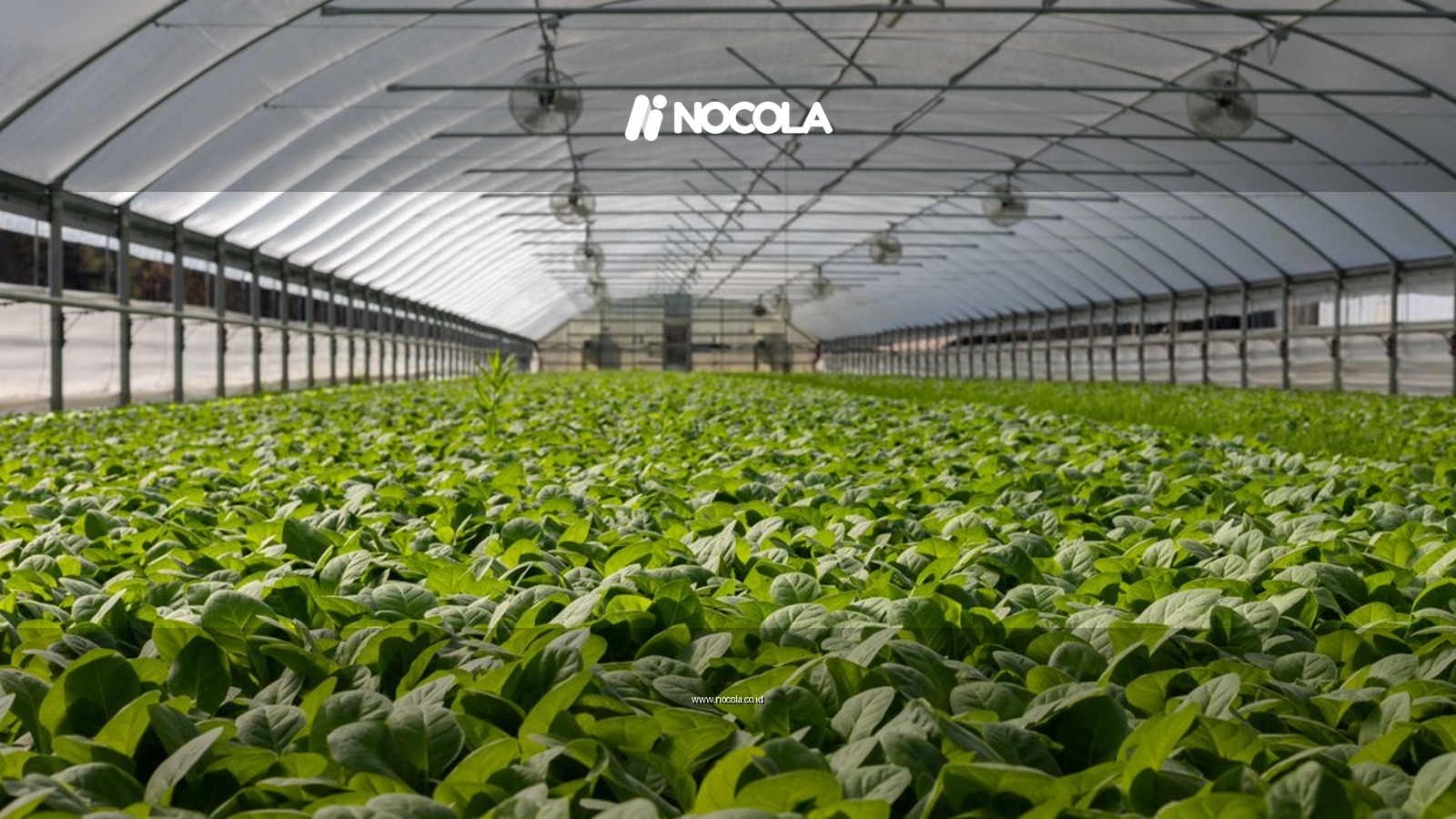 Explore a vibrant indoor greenhouse filled with fresh green plants ready for harvest.