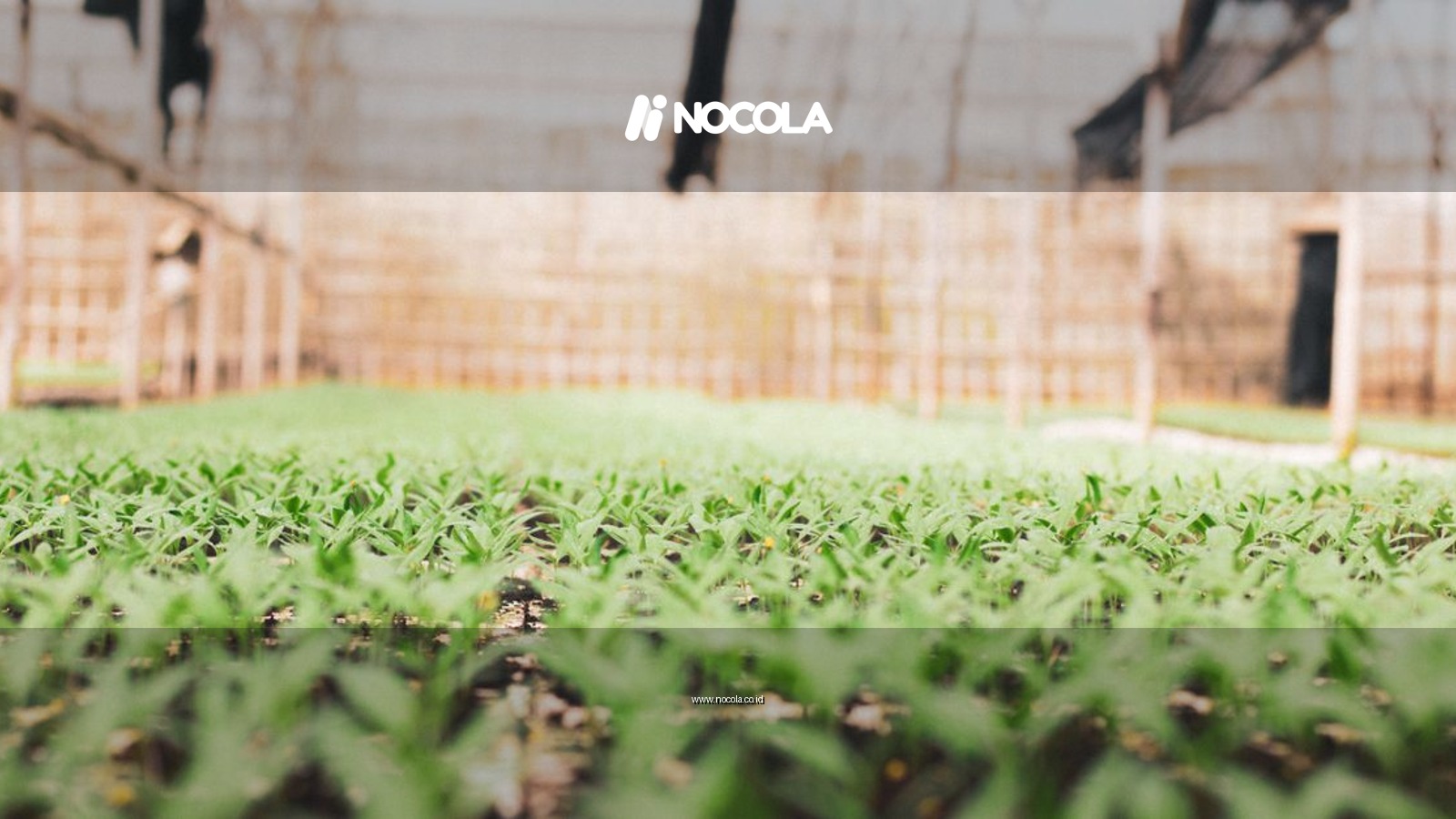 A close-up of young seedlings growing in a greenhouse in Dalat, Vietnam.