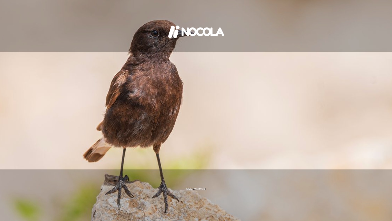 Black wheatear bird standing on a rock in Mila Province, demonstrating wildlife in its natural habitat.