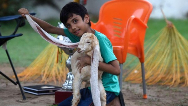 Uniknya, Anak Kambing Punya Telinga Super Panjang