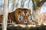 Seekor Harimau Sumatra Berkeliaran di Wilayah Perkebunan, Warga Jadi Takut Berladang