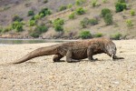 Tarif Pulau Komodo Rp3,75 Juta Ditunda hingga 1 Januari 2023