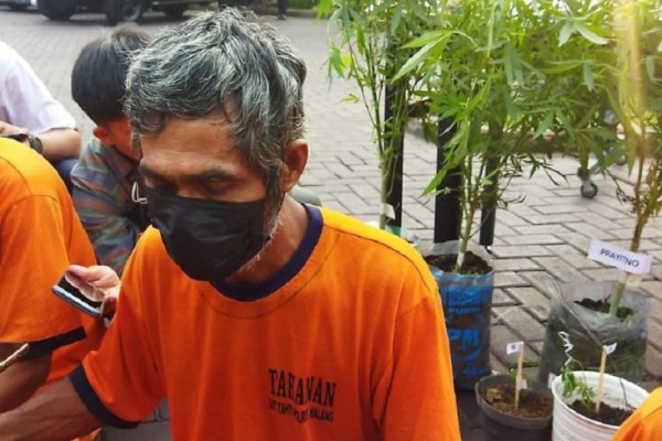 Tanam Ganja di Rumah, Pria di Malang Diamankan Polisi