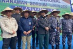 TNI AL Tanam Bibit Sorgum Serentak di 77 Lokasi