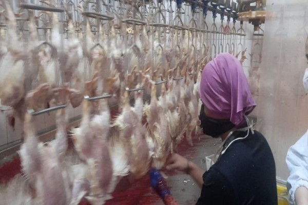 KBI Sarankan Pengusaha Ayam Potong Manfaatkan Resi Gudang