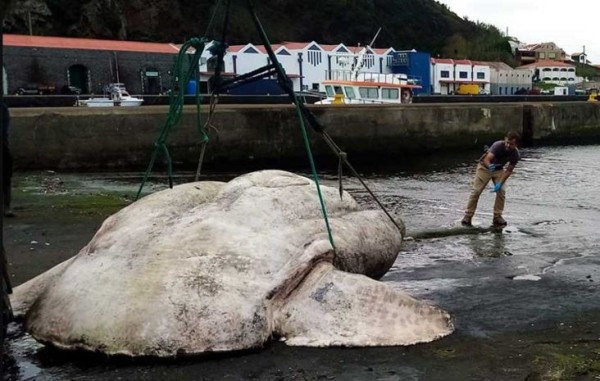 Mola-mola Raksasa Seberat 3 Ton Ditemukan di Portugal