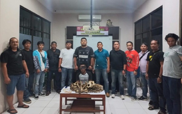 Jual Tulang Belulang Harimau Sumatra, RN Diringkus Polres Inhu