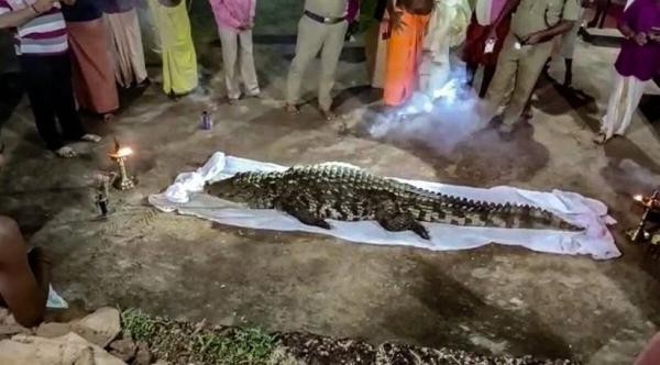 Babia, Buaya Suci di India yang Mati dan Dimakamkan seperti Manusia