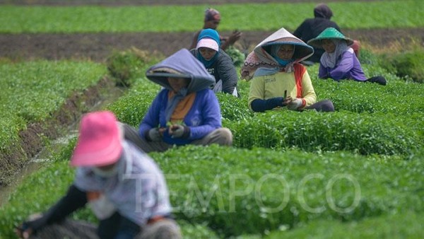 5 Jenis Daun Kemangi, Bisa Bikin Awet Muda dan Bibir Lembut