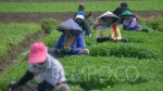 5 Jenis Daun Kemangi, Bisa Bikin Awet Muda dan Bibir Lembut