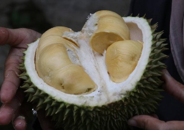 8 Olahan Durian Enak yang Menggugah Selera