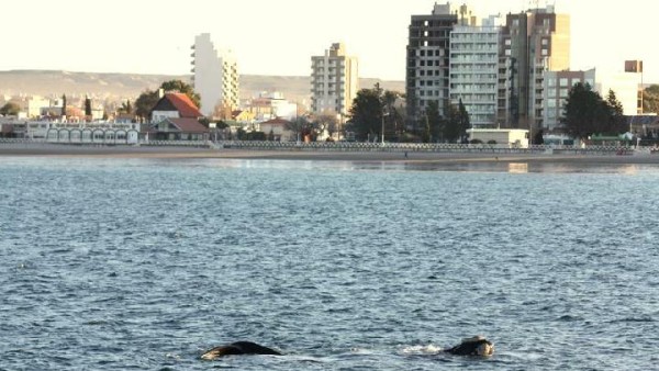 8 Tempat Wisata Terbaik di Argentina, Ada Gletser Hidup