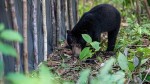 BKSDA Sumbar: Bukan Beruang, Tapi Binturong Satwa yang Dilihat Warga Solok