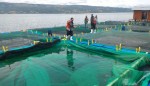 Pemerintah Tutup 840 Keramba Jaring Apung di Danau Toba Tahun Depan