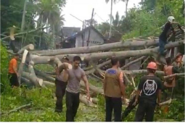 Akses Kendaraan Jalan Raya Peliatan Bali Tutup Dikarnakan Pohon Besar Yang Tumbang