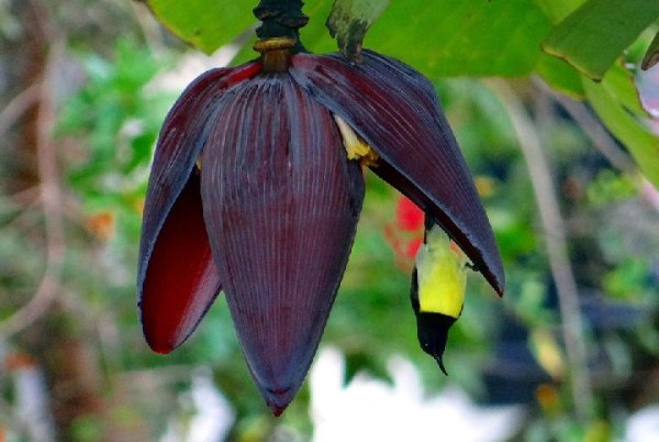 Berikut Ini 5 Manfaat Mengonsumsi Jantung Pisang