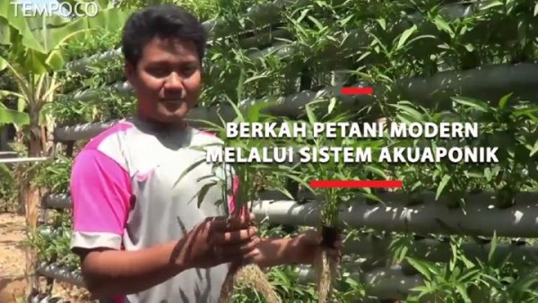 Inspirasi Usaha Akuaponik, Budidaya Ikan sambil Bertani