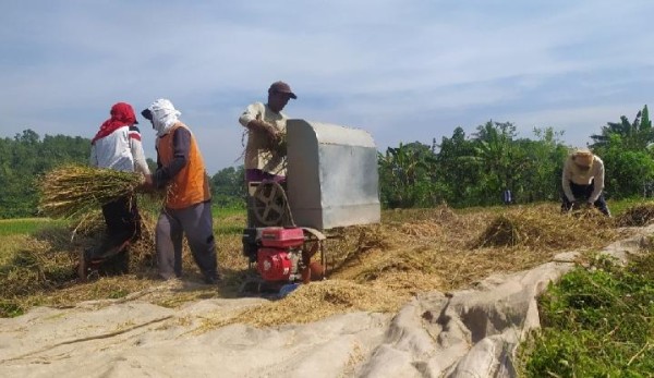 Sejumlah Sentra Padi Panen Raya, Daerah Mana Saja?