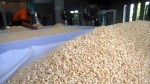 Pemerintah Impor Kedelai 56.000 Ton, Berapa Harga yang Diterima Perajin?