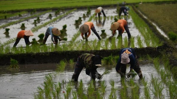 Target Penyerapan Beras Lokal Bulog Naik Dua Kali Lipat