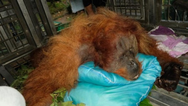 Orang Utan di Sumatera Mati dengan Kondisi Tulang Punggung Retak