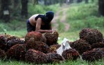 Pasar Asia Menjadi Tujuan Ekspor Utama Minyak Sawit Mentah (crude palm oil/CPO) Indonesia