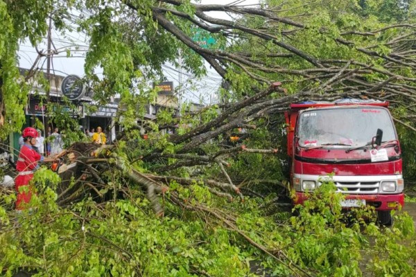 Belasan Pohon Tumbang Di Wilayah Sleman Timpa Rumah hingga Tutup Akses Jalan