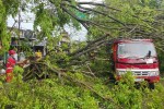 Belasan Pohon Tumbang Di Wilayah Sleman Timpa Rumah hingga Tutup Akses Jalan