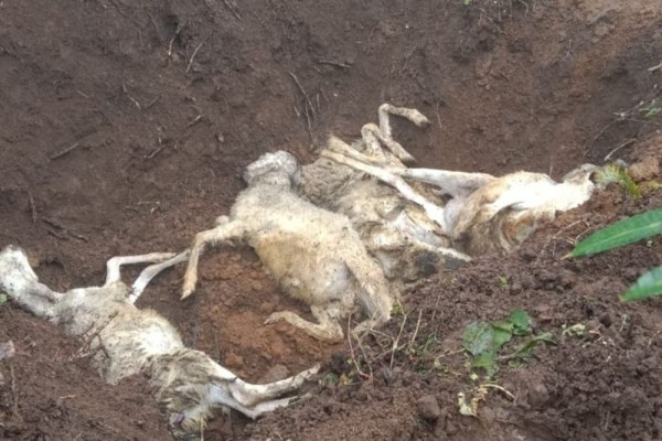 Selain Merusak 3 Rumah, Material Longsor juga Kubur 5 Ekor Kambing