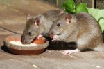 Kasus Melonjak! 6 Warga Bantul Meninggal Akibat Leptospirosis di Awal 2023