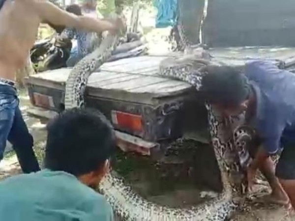 Piton Raksasa 9 Meter dan 8 Meter di Sultra Dijual Warga, Segini Harganya