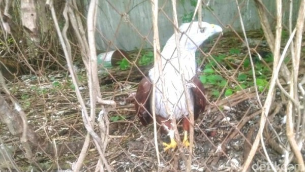 Seorang Pengusaha Situbondo Pemilik Elang Bondol Diperiksa Polisi