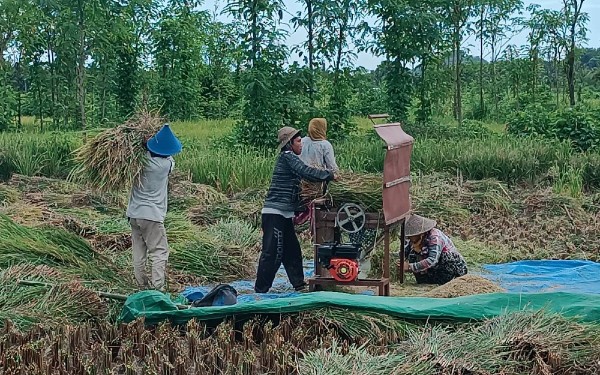 Panen Raya Tiba, Petani Tolong Simak Imbauan Kepala Dinas!