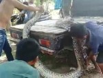 Piton Raksasa 9 Meter dan 8 Meter di Sultra Dijual Warga, Segini Harganya