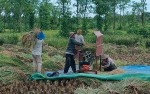 Panen Raya Tiba, Petani Tolong Simak Imbauan Kepala Dinas!