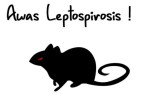 Kenali Gejala Leptospirosis, Tanda-tandanya Seperti Ini