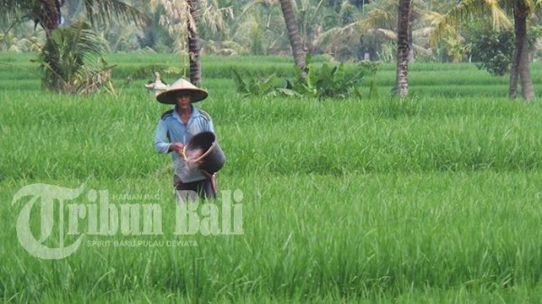 Hari Baik Menanam Tanaman Buah-buahan Selama Bulan Maret 2023