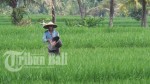 Hari Baik Menanam Tanaman Buah-buahan Selama Bulan Maret 2023