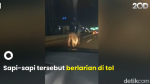 Sapi Lepas di Tol, Masuk Soewarna Bandara Soetta Segera Dievakuasi