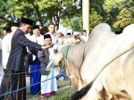 Presiden Jokowi Pesan 3 Sapi Kurban untuk Kurban Idul Adha dari Peternak Asal Cianjur