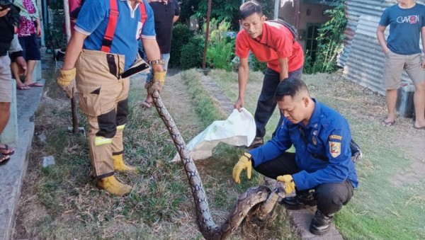 Ular Piton Masuk ke Rumah Warga di Wonogiri