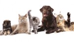 Sering Dianggap Memiliki Kepribadian Sama, Ini 6 Perbedaan Kucing dan Anjing