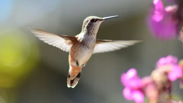 4 Cara Menggambar Burung yang Mudah Diikuti, Mengasah Kreativitas