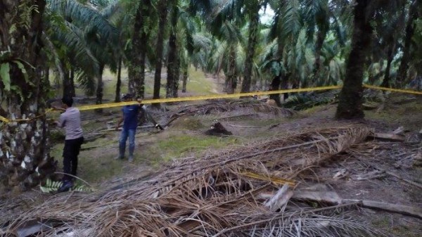 Mayat Perempuan Ditemukan Membusuk di Perkebunan PTPN I, Jasad Ditutupi Pelepah Kelapa Sawit