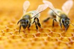 Fakta Lebah Madu: Perlu Hinggapi 4 Juta Bunga untuk Hasilkan 1 Kg Madu