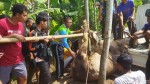 2 Sapi Kurban di Klaten Lepas dan Mengamuk, Damkar Ikut Turun Tangan