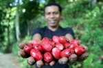 Catat! Ini Manfaat Buah Pala bagi Kesehatan Tubuh