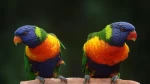 10 Burung dengan Kicauan Paling Keras, Beberapa Bahkan Hidup di Indonesia