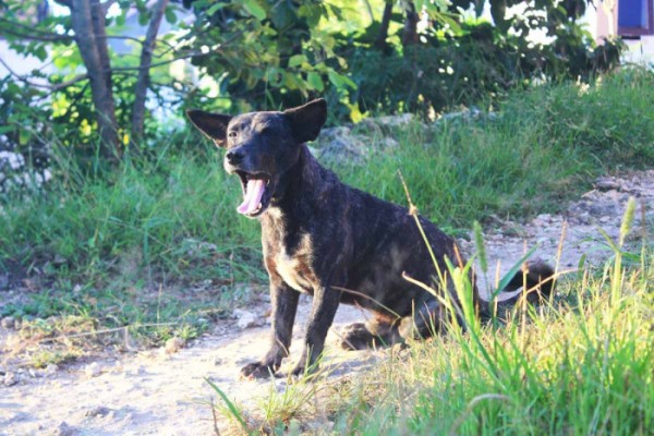 Wabah Rabies Menyebar ke Kabupaten Kupang, 4 Warga Meninggal